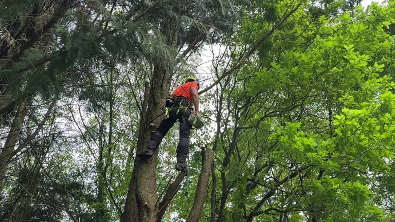 Dunkirk, IN  Tree Services Company